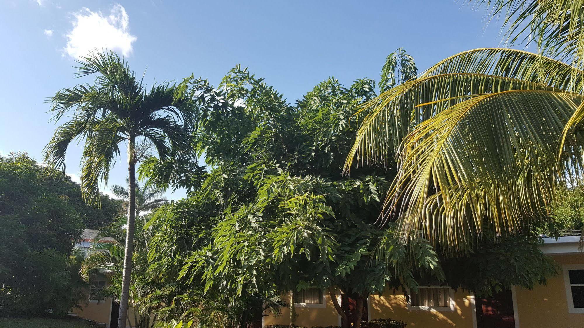 Hotel La Arboleda Managua Esterno foto